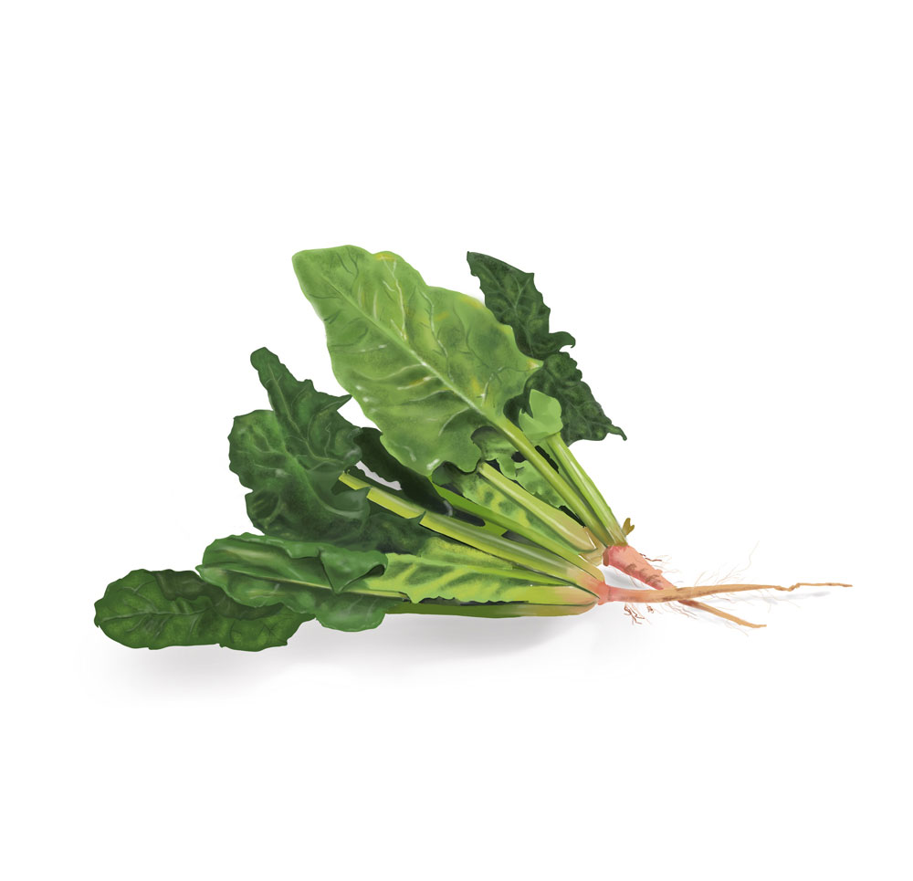 digital illustration of spinach